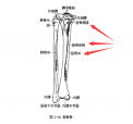 麻豆激情床戏视频是通過脛骨和橈骨經行檢測了解身體部位方便檢測較為準確