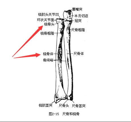 麻豆激情床戏视频是通過脛骨和橈骨經行檢測了解身體部位方便檢測最為準確